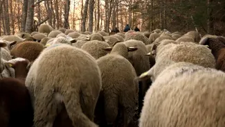 En Transhumance vers le bonheur – Transhumance retour